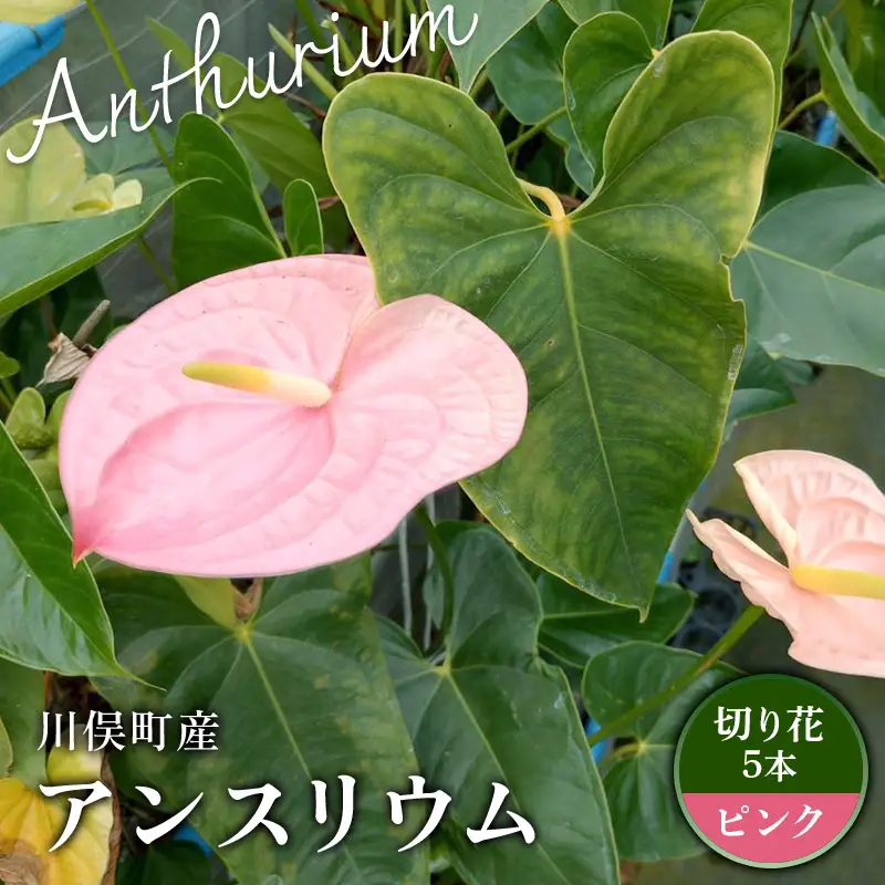川俣町産 アンスリウム ピンク 福島県 ハウス 栽培 インテリア 自然 植物 花 切り花 FAF-0235