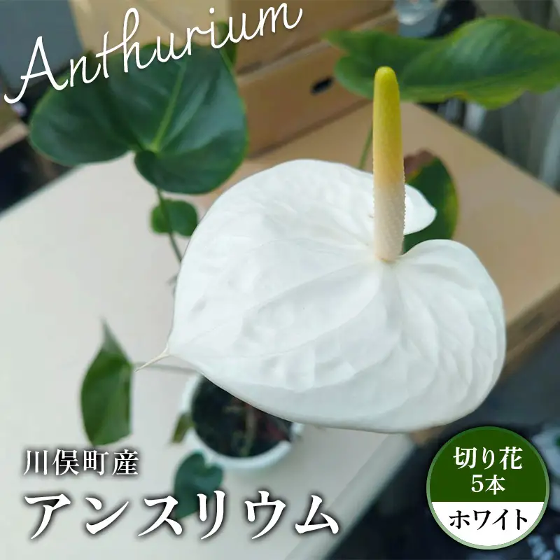 川俣町産 アンスリウム ホワイト 福島県 ハウス 栽培 インテリア 自然 植物 花 切り花 FAF-0237