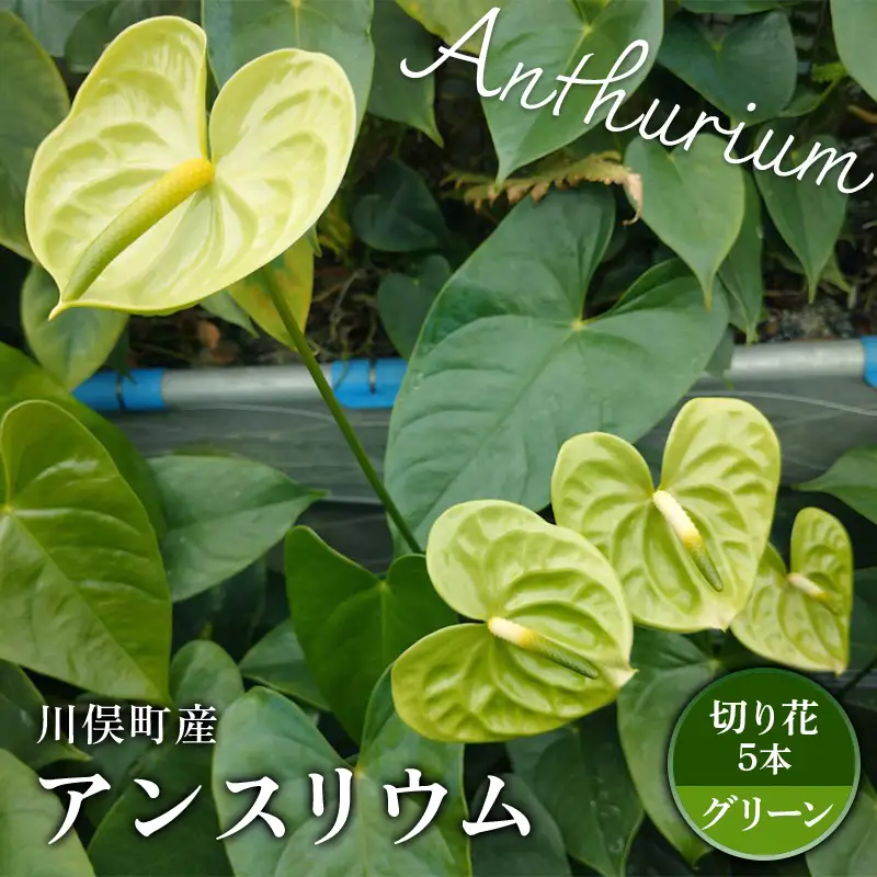 川俣町産 アンスリウム グリーン 福島県 ハウス 栽培 インテリア 自然 植物 花 切り花 FAF-0238