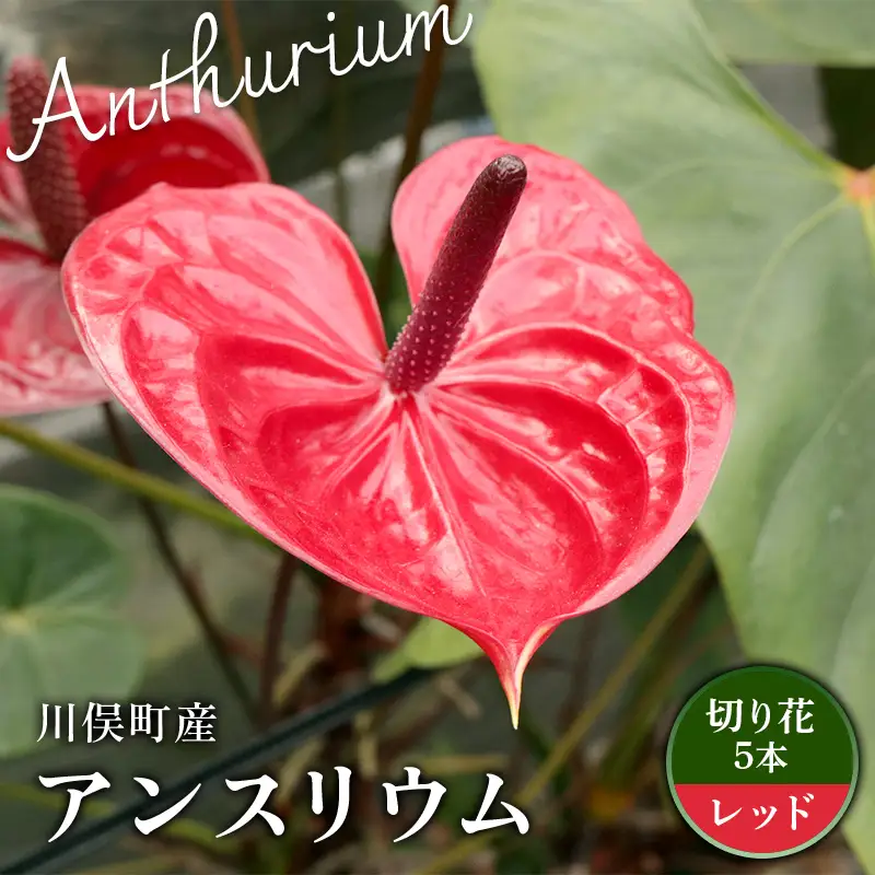 川俣町産 アンスリウム レッド 福島県 ハウス 栽培 インテリア 自然 植物 花 切り花 FAF-0239