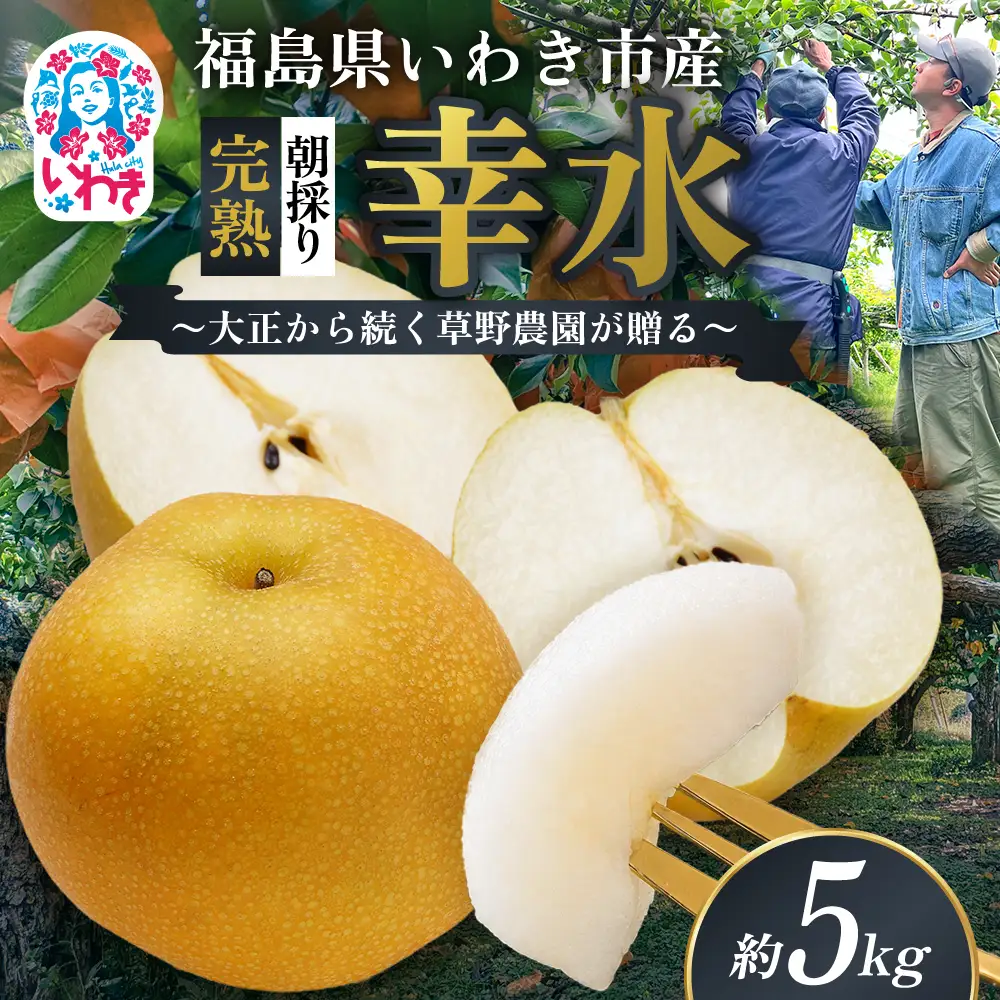 【先行予約】福島県いわき市産 梨(幸水) 約5kg | 梨 幸水 いわき市産 草野農園 約5kg 先行予約 期間限定 果物 フルーツ 和梨 国産 新鮮 産地直送 甘い ジューシー 瑞々しい シャキシャキ 秋の味覚 数量限定 送料無料 フレッシュ 季節限定 | KN001-5kg 12,600円