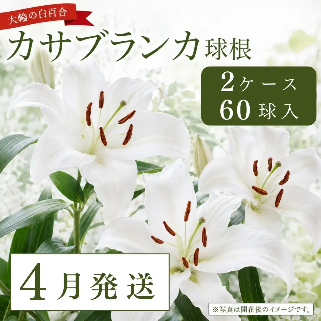 【4月発送】カサブランカ球根 計60個 (30個入×2ケース) | 津南町 カサブランカ