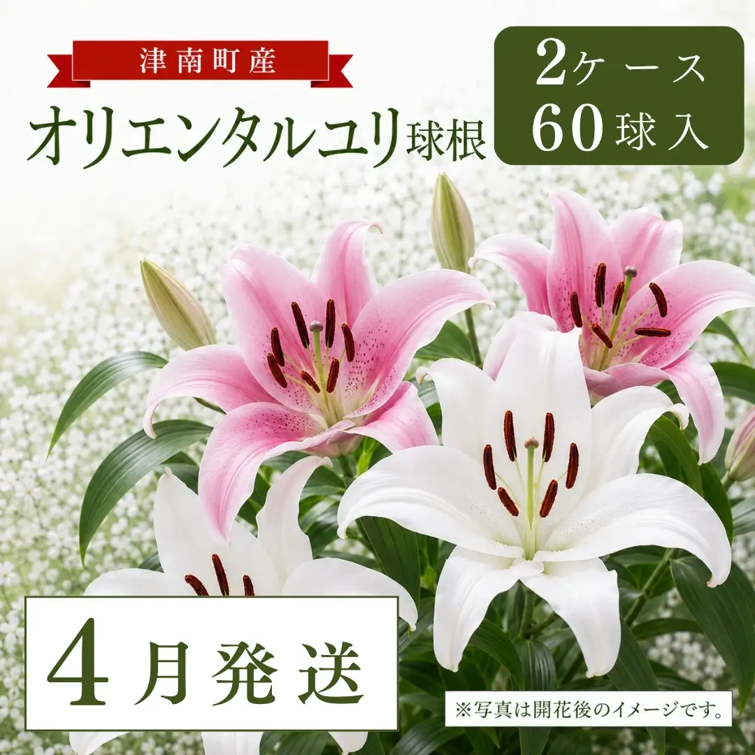 【4月発送】オリエンタルユリ球根 計60個 (30個入×2ケース) | 津南町 ユリ