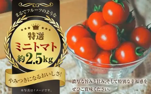『まるでフルーツのような特選ミニトマト』 2.5kg 熊本県産 【2026年12月上旬～2027年4月下旬に順次発送】 野菜 やさい トマト とまと ミニトマト