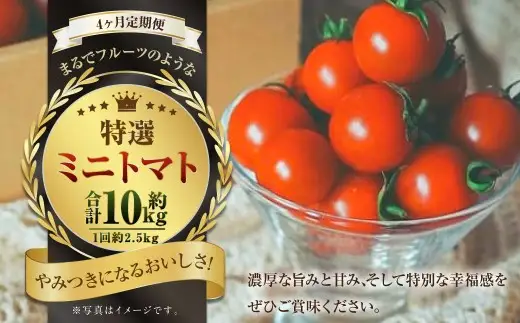 【4か月連続定期便】『まるでフルーツのような特選ミニトマト』 約2.5kg×4回 合計約10kg  特別な定期便 熊本県産 【2027年1月下旬発送開始】 野菜 やさい トマト とまと ミニトマト