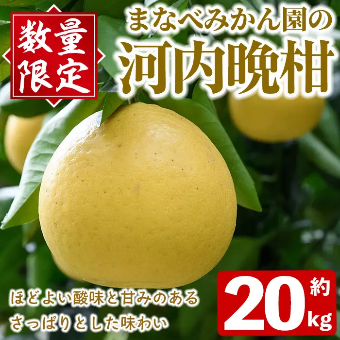 ＜先行予約受付中！2027年3月中旬以降順次発送予定＞まなべみかん園の河内晩柑(約20kg) 国産 鹿児島県産 阿久根市産 柑橘類 果物 フルーツ 期間限定 数量限定 デザート 贈答用 ギフト 【有限会社まなべみかん園】akn034-20