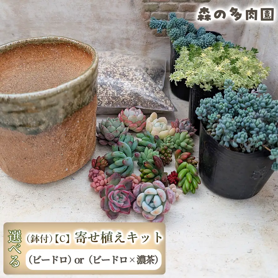 【届いてすぐ楽しめる！】多肉を育ててみたい方へのセット商品寄せ植えキット（鉢付）【C】 ・苗・土・伊賀焼オリジナル陶器鉢3.5号 1セット 多肉植物 家庭菜園 伊賀焼 陶器鉢 土 苗 初心者 簡単 色鮮やか 三重県 名張市 ビードロ×濃茶