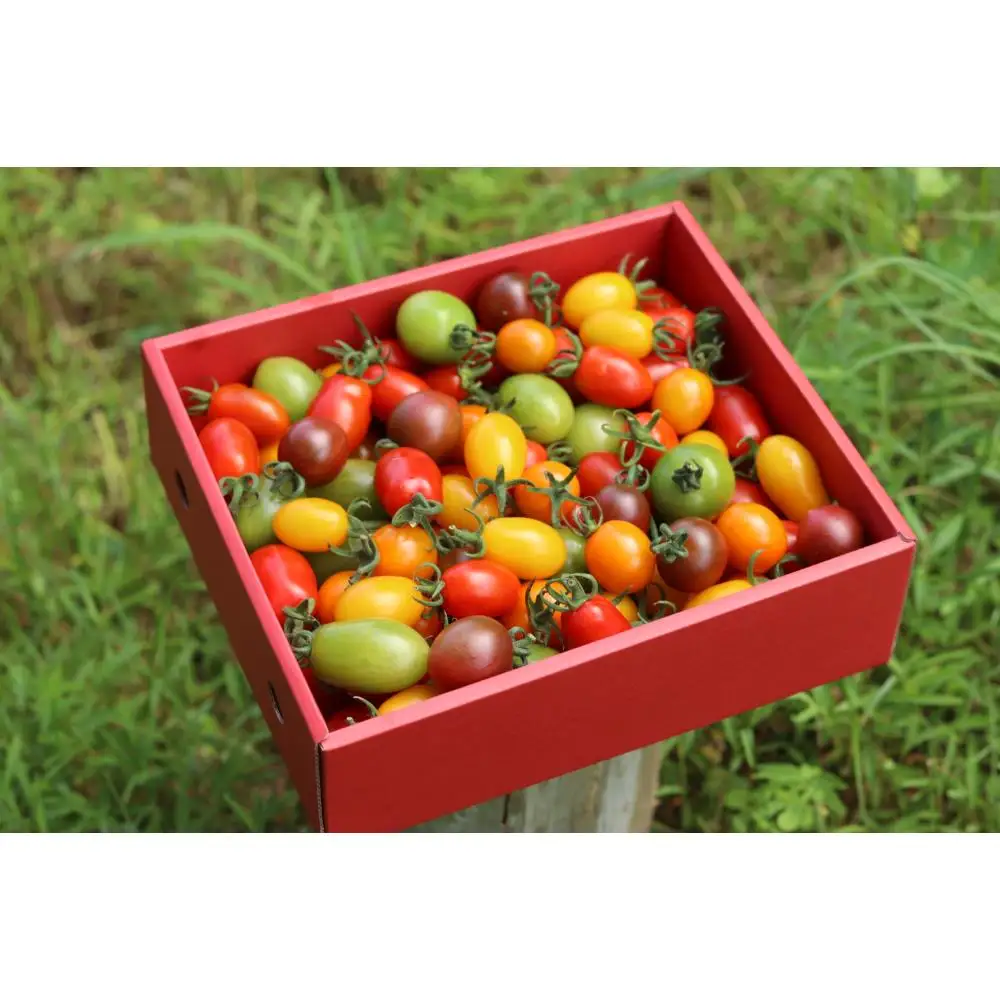 石川農園 ミニトマト狩りBOX 1.7kg / 恵那市 / クリエイティブファーマーズ [AUAH025] トマト