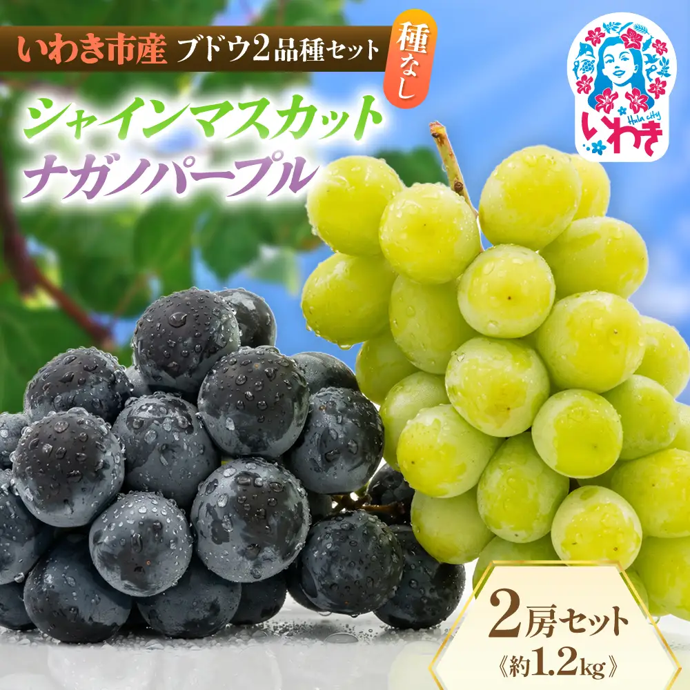 【先行予約】ぶどう いわき市産 シャインマスカット ナガノパープル 約1kg（2房）