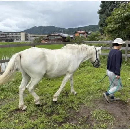 馬の暮らし体験(ホースセラピー)馬と触れあい散歩する1時間コース 1名様【京都府与謝野町】【1758581】