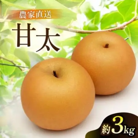 甘太 梨 3kg 6～10玉 【2026年収穫分】かすみがうら市【配送不可地域：離島・沖縄県】【1757991】