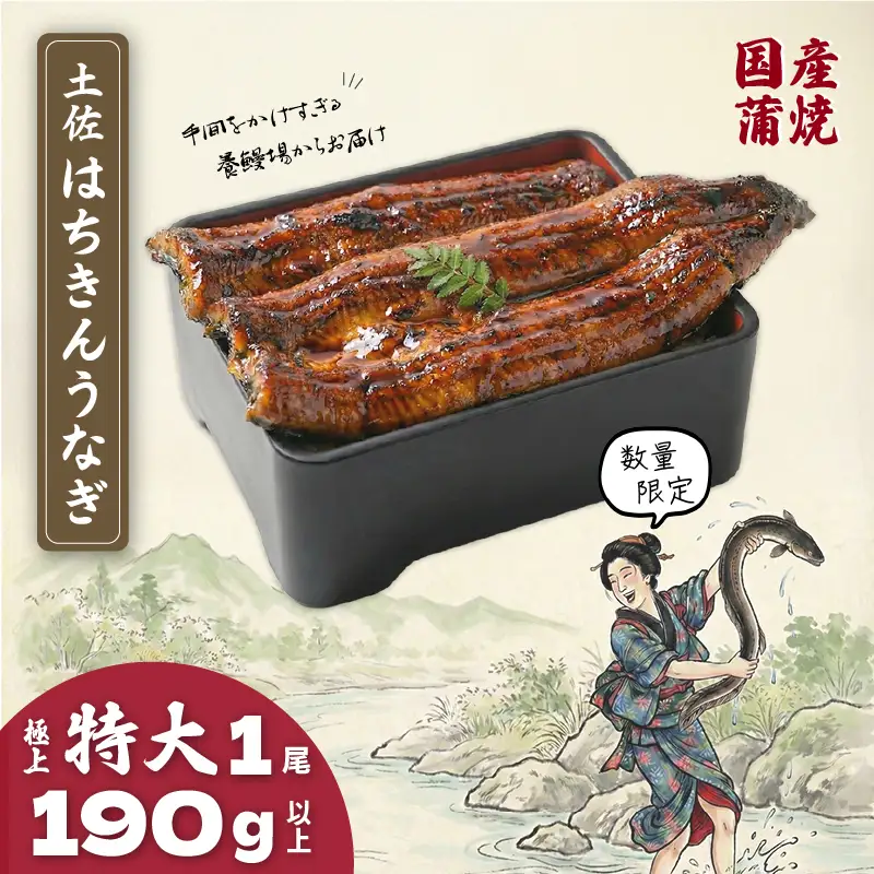 限定 国産 鰻 土佐はちきん うなぎ 特大 蒲焼き 190g以上 × 1尾 | 特上 極上 めす 贈答 南国市