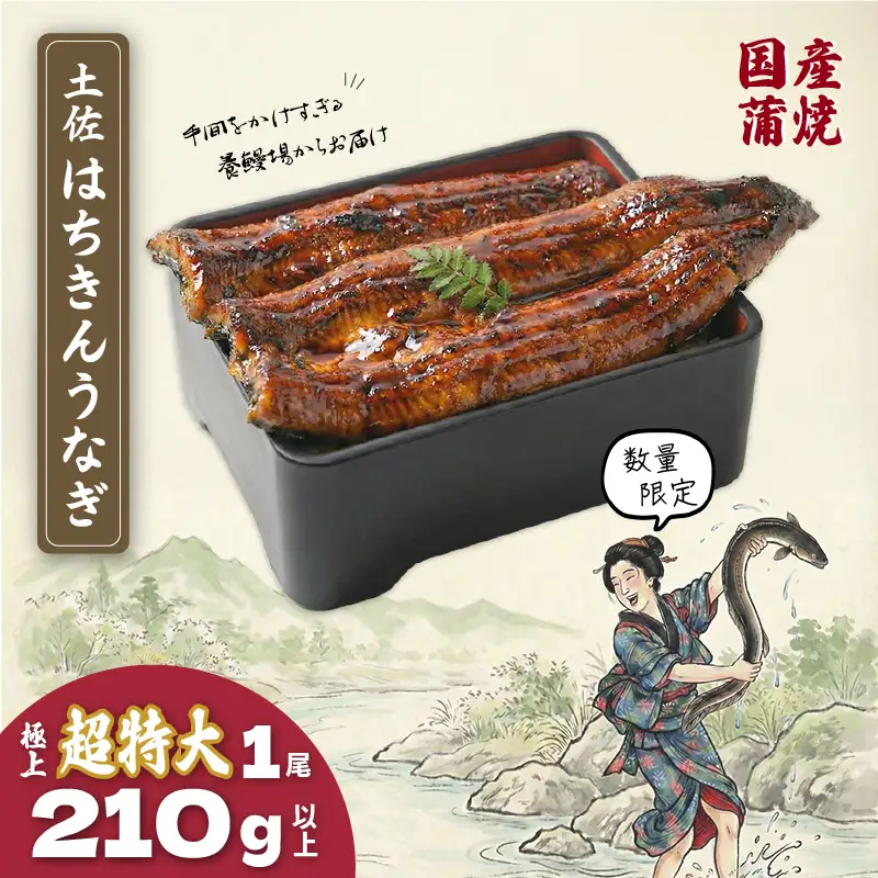 限定 国産 鰻 土佐はちきん うなぎ 超特大 鰻 蒲焼き 210g以上 × 1尾 | 特上 極上 めす 贈答 南国市