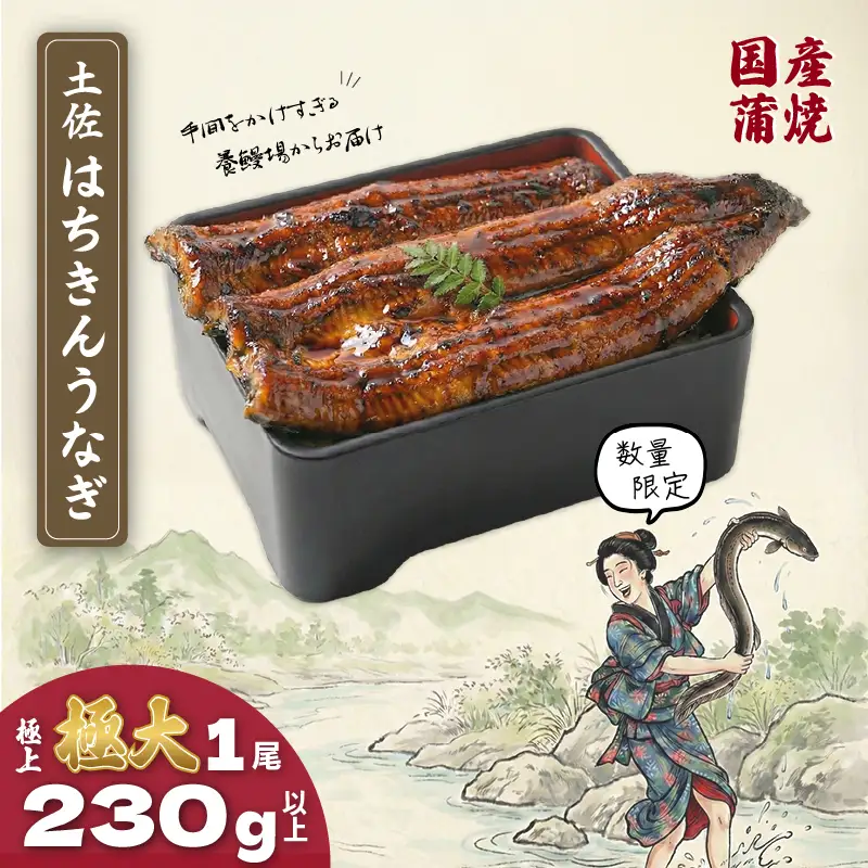 限定 国産 鰻 土佐はちきん うなぎ 極大 蒲焼き 230g以上 × 1尾 | 特上 極上 めす 贈答 南国市