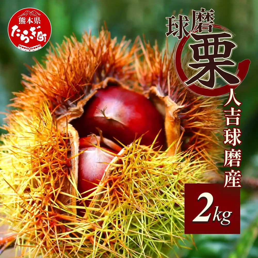【2026年9月下旬から順次発送】JAくま 【球磨 栗】 2kg 先行予約 栗 くり 熊本県産 多良木町 くり マロン 和栗 旬 味覚 甘い ほっくり 山海の味覚 和 スイーツ フルーツ 果物 くだもの 果実 087-0657