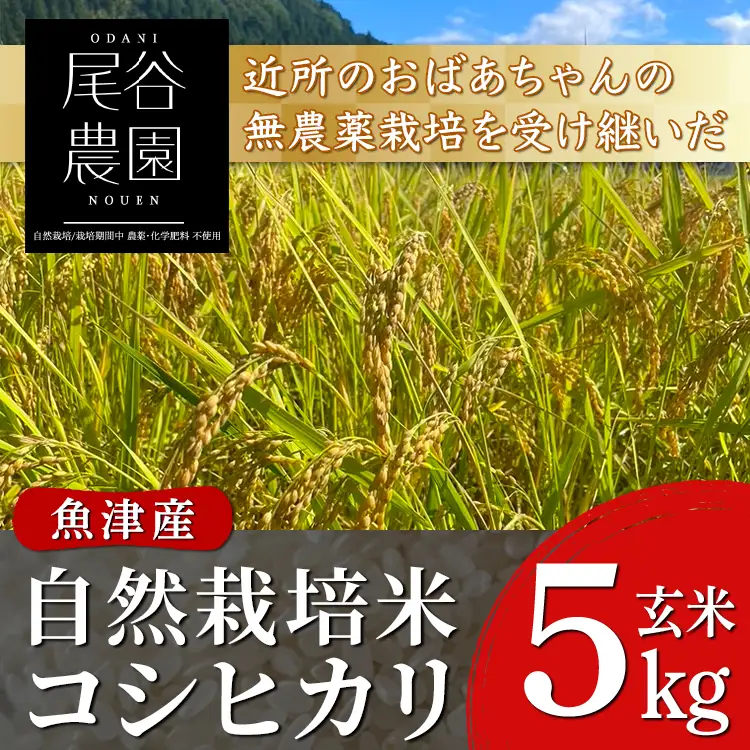 【早期予約】【12ヶ月定期便】【令和8年度産米】尾谷農園 自然栽培米コシヒカリ 玄米5kg ※2026年10月～発送