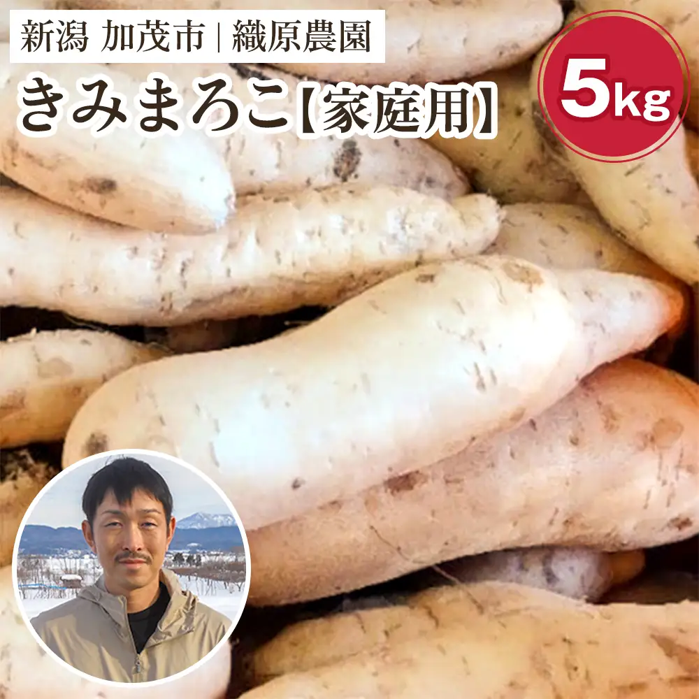 【2026年先行予約】【家庭用】新潟県 加茂市産 きみまろこ 5kg 《11月上旬～順次発送》 さつまいも サツマイモ 熟成 甘い 芋 焼き芋 天ぷら スイートポテトに！ 加茂市 織原農園 