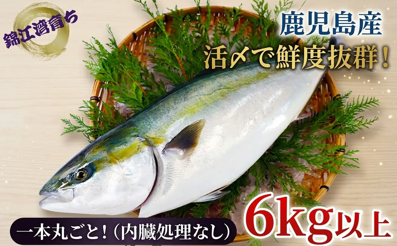 C3-8006／【予約販売・12月23日以降順次発送】鹿児島県産 ぶり まるごと1尾 6kg以上（内臓処理なし）