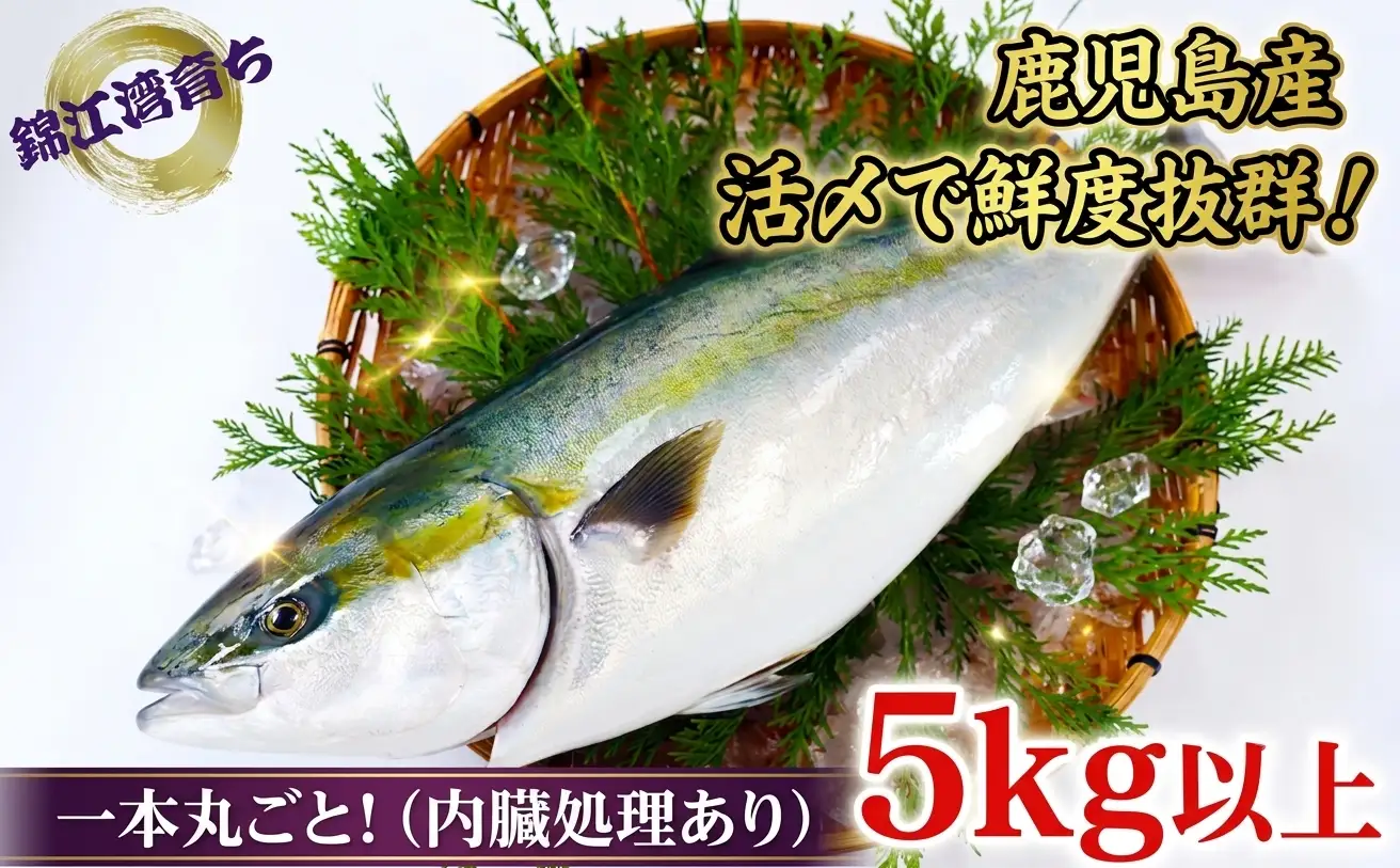 C3-8005／【予約販売・12月23日以降順次発送】鹿児島県産 ぶり まるごと1尾 5kg以上（内臓処理あり）