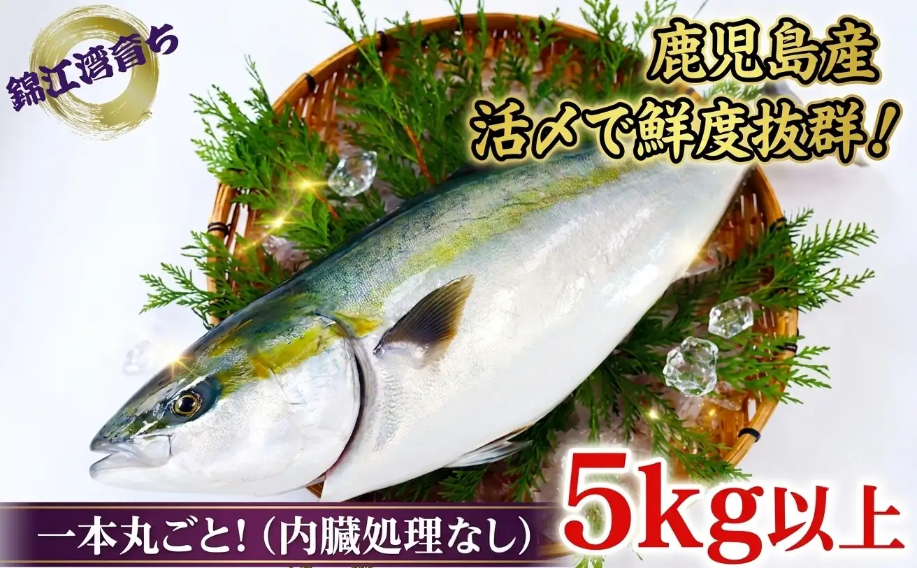C3-8004／【予約販売・12月23日以降順次発送】鹿児島県産 ぶり まるごと1尾 5kg以上（内臓処理なし）