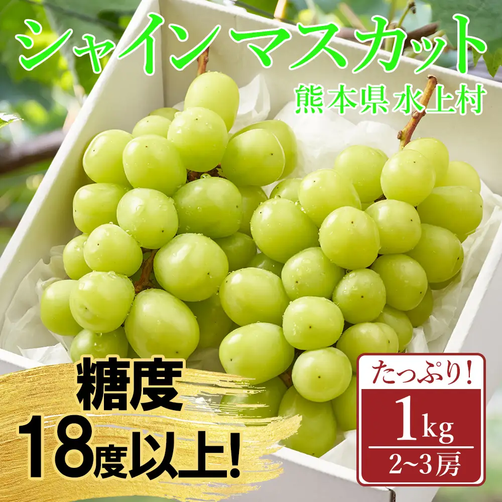 【ふるさと納税】 ＼2026年8月下旬発送開始／ シャインマスカット 1kg 2～3房 種なし フルーツ 大粒 皮ごと食べられる エメラルドグリーン 訳あり ご褒美 贈り物 ギフト 贈答用 プレゼント 熊本県 水上村