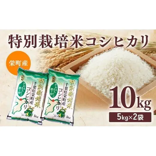 令和8年産米（数量限定）栄町産 特別栽培米 コシヒカリ10kg（5kg袋×2）ちば緑耕舎 ※2026年10月～発送 19-1｜令和8年産 白米 精米 お米 コメ ごはん お弁当 おにぎり 人気 おすすめ