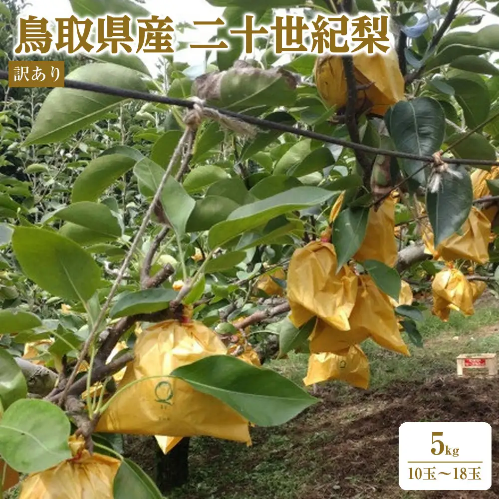 【2026年9月発送】訳あり 鳥取県産 二十世紀梨 5kg (10玉～18玉)