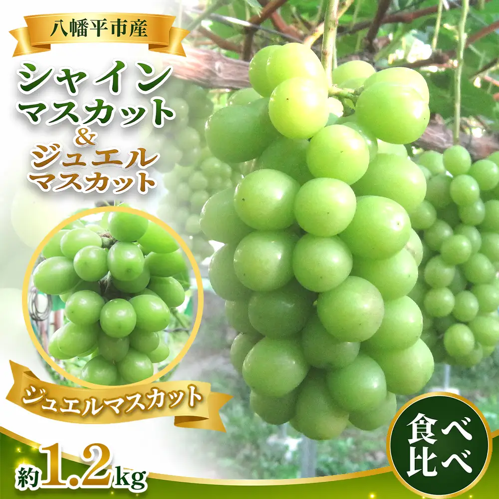 2026年10月中旬発送開始予定！【数量限定】 食べ比べ！八幡平市産 シャインマスカット＆ジュエルマスカット 約1.2kg 家庭用 ／ 佐々木ぶどう園 ますかっと ぶどう 葡萄 ブドウ 旬 新鮮