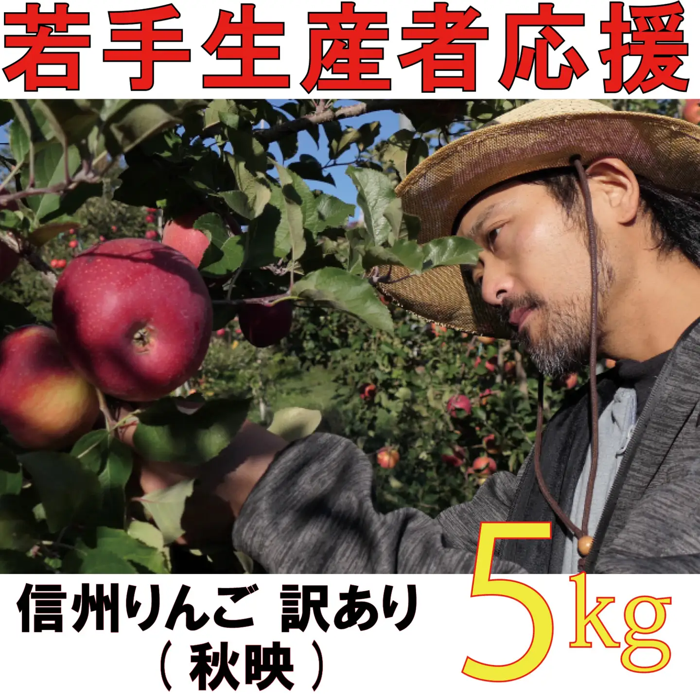 【2026年 先行予約 令和8年産】 訳あり りんご 5kg 【若手生産者応援】秋映 伊藤 快 果物 フルーツ 先行 予約 信州 麻績村 不揃い 規格外 家庭用