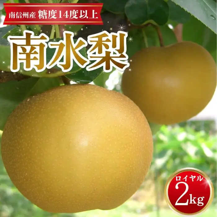 【南信州産】南水梨約2kg 5~6玉入り 糖度14度以上 ＜9月中旬より発送＞