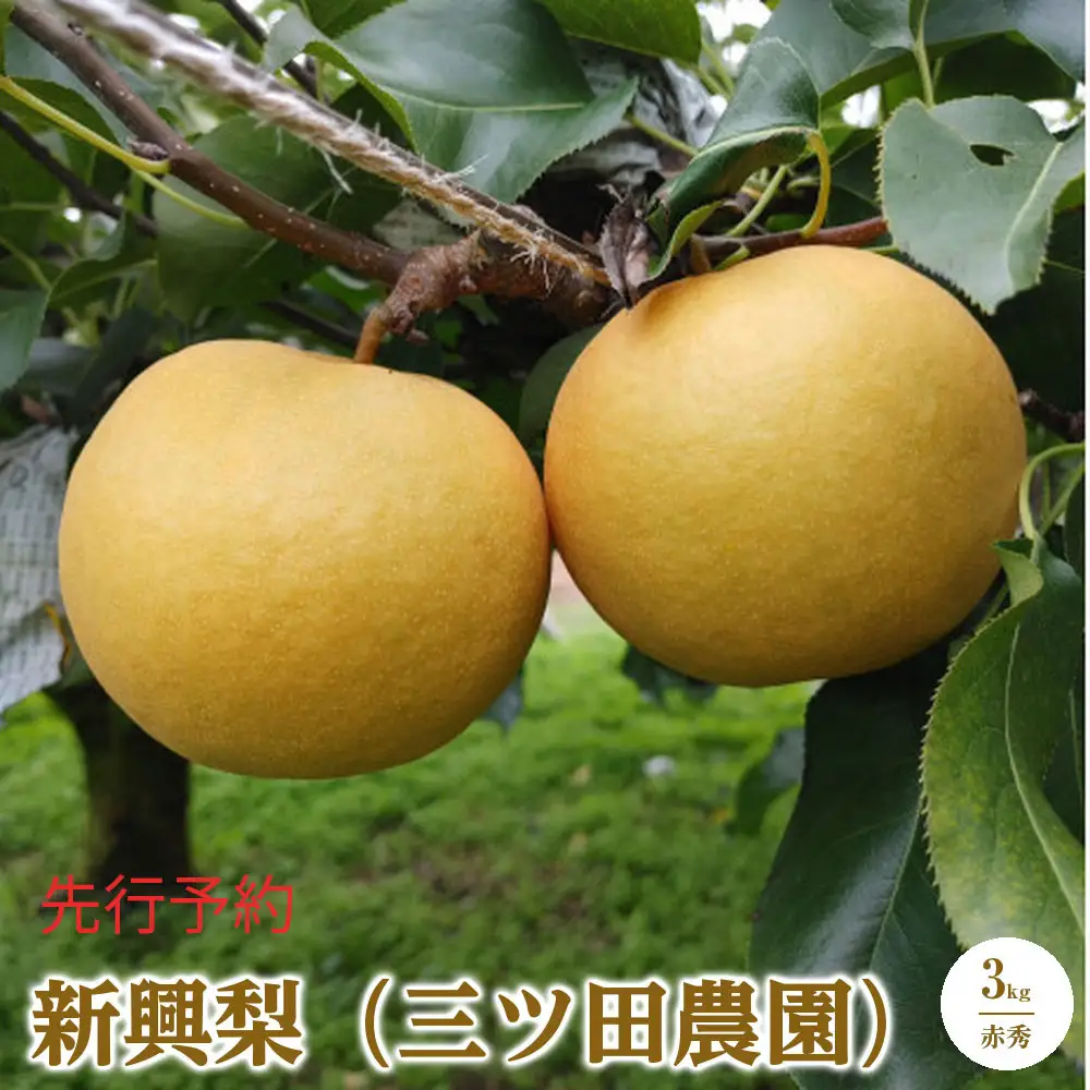 三ツ田農園 新興梨(赤秀)3kg(10月上旬から発送）
