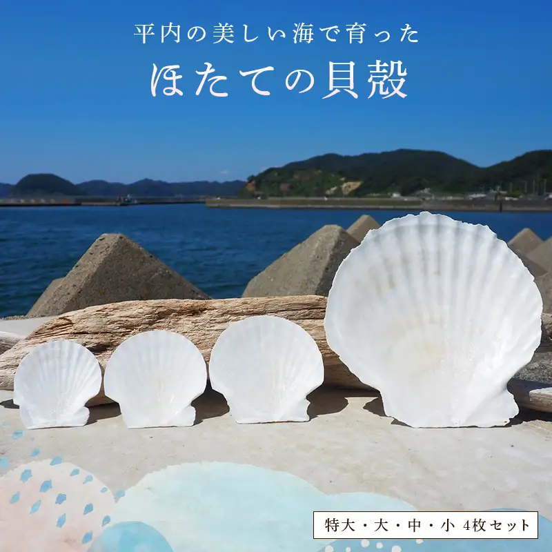 ほたての貝殻（特大・大・中・小）4枚セット 【ひらない暮らし北限椿舎】 ホタテ 貝殻 サイズ 殻 インテリア 食器 皿 グラタン皿 アウトドア キャンプ 工作 材料 ハンドメイド 青森県 平内町 F21J-371