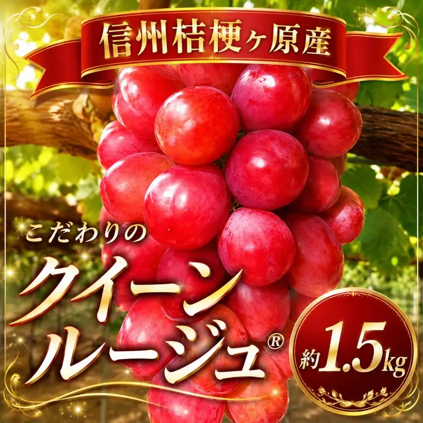 【2026年先行予約】 信州桔梗ヶ原産 こだわりのクイーンルージュ® 約1.5kg