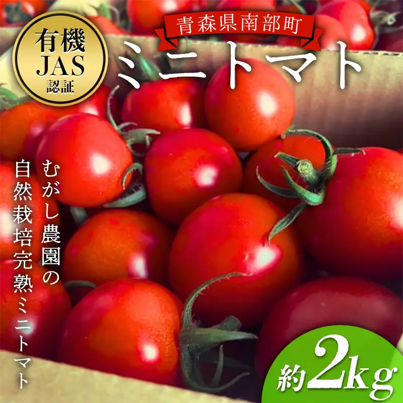 有機JAS ミニトマト 約2kg 【むがし農園】 自然栽培 オーガニック 朝採り 完熟 フルーツトマト 有機栽培 無農薬 無化学肥料 野菜 青森県 三戸 南部町 F21U-711