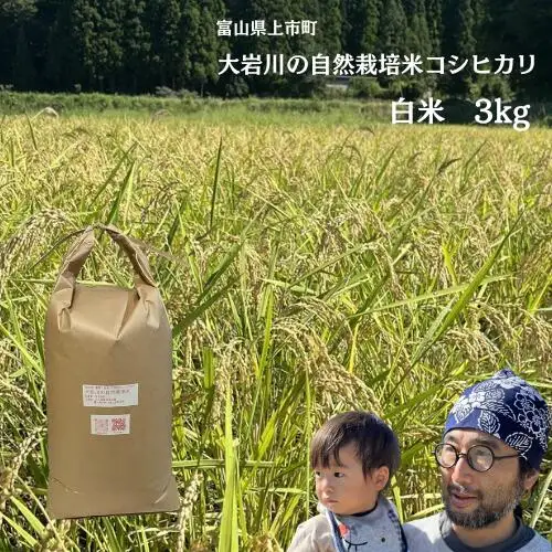 【令和7年産】米 上市町産  大岩川の自然栽培米 亀の尾（白米）3kg [有吉自然農場] お米 コメ ご飯 ごはん 亀の尾 富山県産