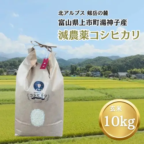 【令和7年産】減農薬 上市町湯神子産コシヒカリ（玄米）10kg　 [ソムリエH 富山県 上市町 32280233-r6-03] 　お米 コメ ご飯 ごはん 玄米ご飯 玄米ごはん こしひかり