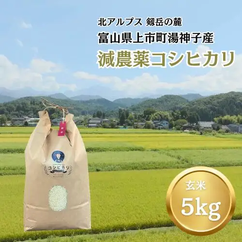【令和7年産】減農薬 上市町湯神子産コシヒカリ（玄米）5kg　 [ソムリエH 富山県 上市町 32280233-r6-02] 　お米 コメ ご飯 ごはん 玄米ご飯 玄米ごはん こしひかり