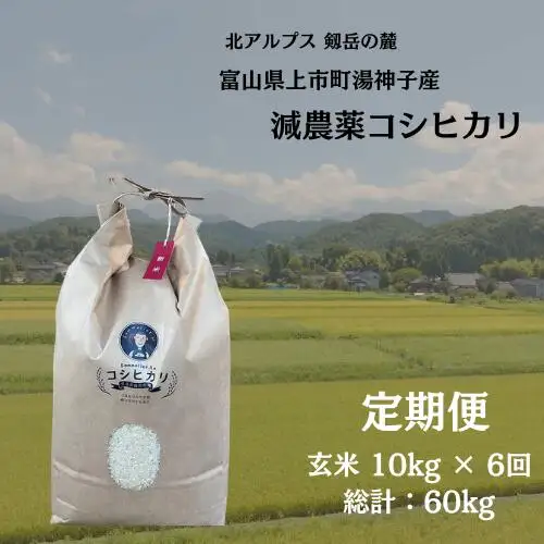 【毎月1回お届け】【定期便】【令和7年産】減農薬 上市町湯神子産コシヒカリ（玄米）10kg x 6回 計60kg　 [ソムリエH 富山県 上市町 32280251-r6-03】 米 ６ヶ月 6回定期便 定期購入 お米 コメ ご飯 ごはん 玄米ご飯 玄米ごはん こしひかり