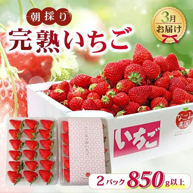 【2027年3月発送】いちご 完熟 紅ほっぺ 2パック