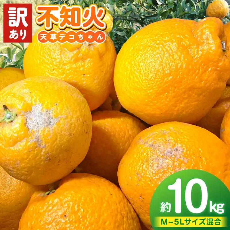 S153-005_天草産 訳あり 不知火 約10kg
