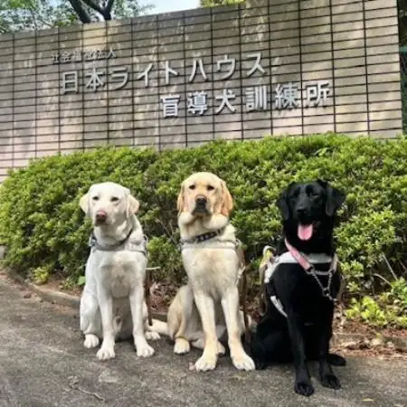【返礼品なし】盲導犬育成へのご寄付　　　～皆様の支援が社会をつなぐ～　5万円