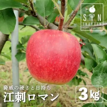 りんご 早生 江刺ロマン 3kg 松陽園 樹上完熟 農家直送 岩手県 遠野市 先行予約【配送不可地域：離島】【1768591】