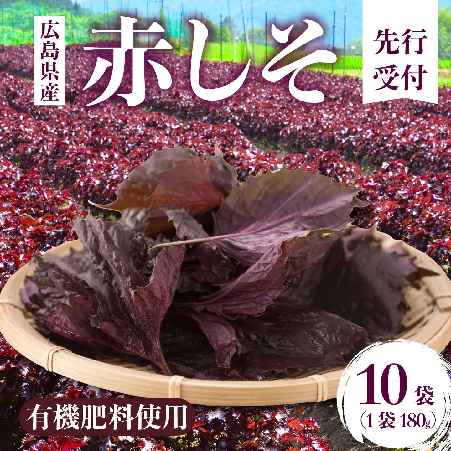 【先行受付】赤しそ「香」10袋 2027年6月順次発送予定 広島県三原市久井町産 清流の郷 泉 紫蘇 野菜 梅干 薬味 調味料 有機 減農薬 196003