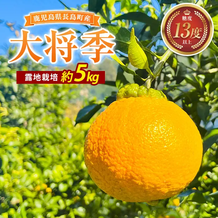 露地栽培の大将季（約５kg）国産 鹿児島県産 長島町 だいまさき フルーツ 柑橘 みかん 完熟 糖度13度【竪山果樹園】tate-1634