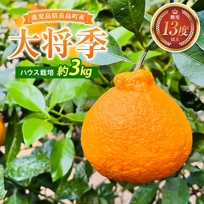 大将季（約３kg）国産 鹿児島県産 長島町 だいまさき フルーツ 柑橘 みかん 完熟 糖度13度【竪山果樹園】tate-1635