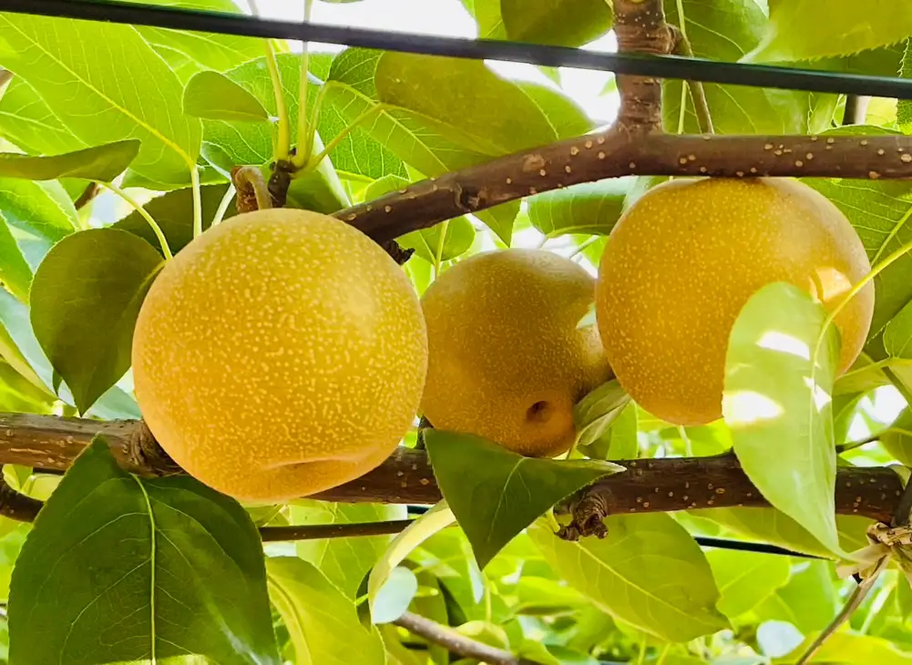 梨 あきづき 約 5kg 梨
