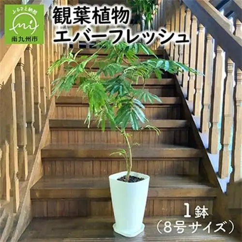 観葉植物 エバーフレッシュ8号サイズ1鉢【1764488】