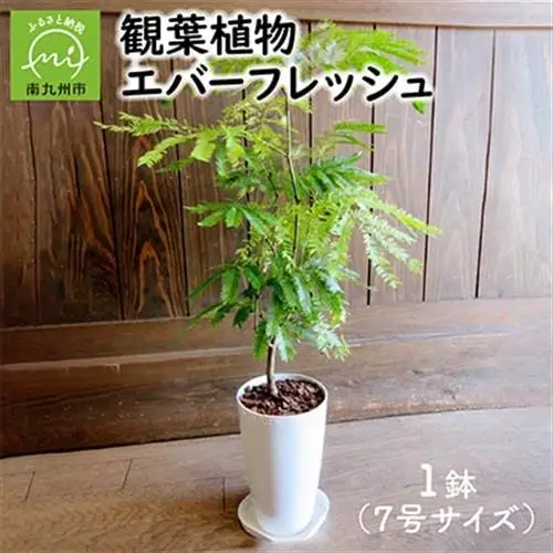 観葉植物 エバーフレッシュ7号サイズ1鉢【1764537】