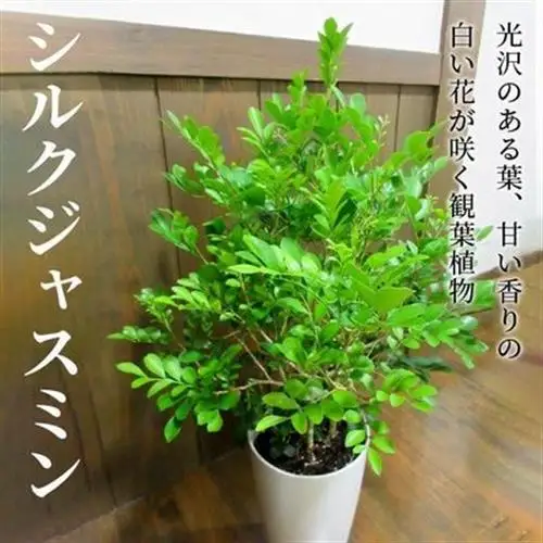 観葉植物 シルクジャスミン1鉢【1768064】