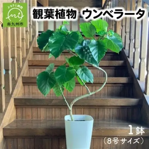 観葉植物 ウンベラータ8号サイズ1鉢【1768100】